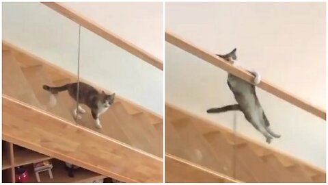 Incredible Cat Stunts You Won't Believe are Possible