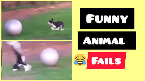 Funny animal fails compilation 2023 - Try not to laugh