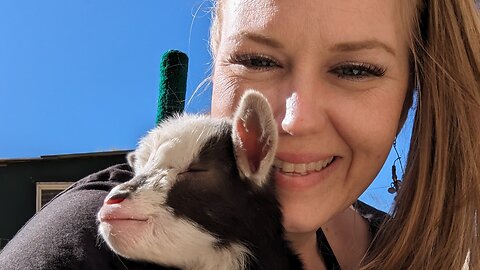 Look at All These Baby Goats!