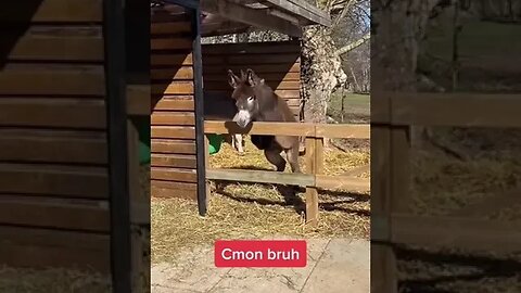 Donkey Flip