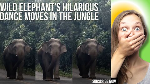 Wild Elephant's Hilarious Dance Moves in the Jungle – A Must-See!