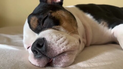 Pluto the pocket bully enjoying his nap!