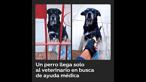 Perro herido busca ayuda en clínica veterinaria y conmueve a todos