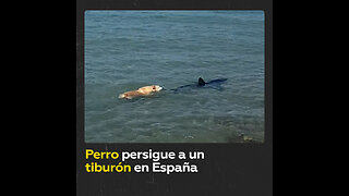 Perro persigue a un tiburón en una playa española