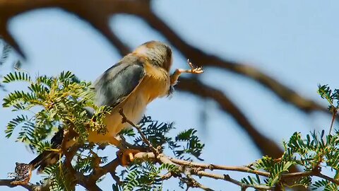 weaver birds kalahari