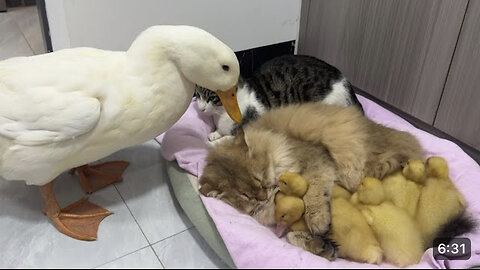 Cat and duck