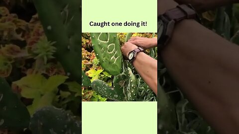 Writing on succulent leaves! Do you think this is a good idea?