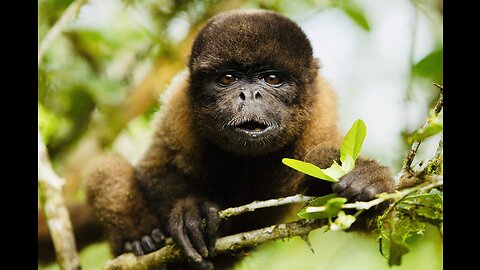 5 Fun Facts About The Brown Woolly Monkey