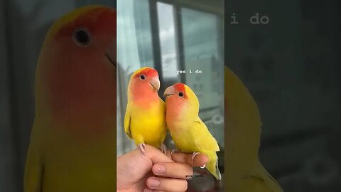 Cute Lovebird Pair l #shorts l #youtubeshorts l @BikisAviary