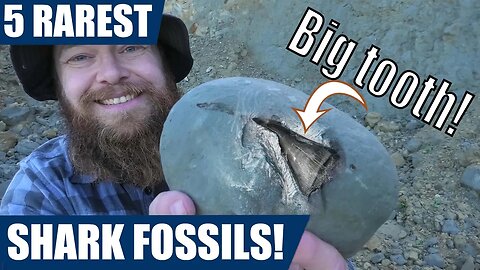 My 5 most rare fossil shark finds (shark week 2022)