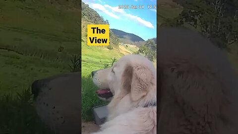 Maremma livestock guardian on duty