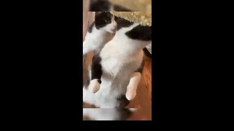 Cat funny video