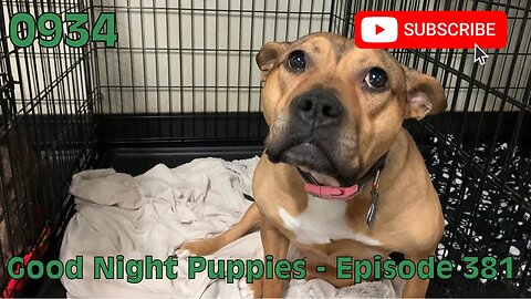 [0934] GOOD NIGHT PUPPIES - EPISODE 381 [#dogs #doggos #doggos #puppies #dogdaycare]