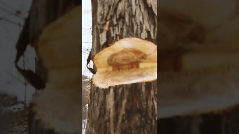 Creating Better Habitat By Opening Up The Canopy