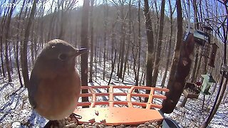 BirdKiss AI Smart Bird Feeder Video Example - Bluebirds