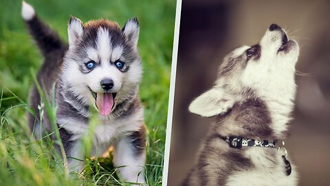 Cute baby Husky howling