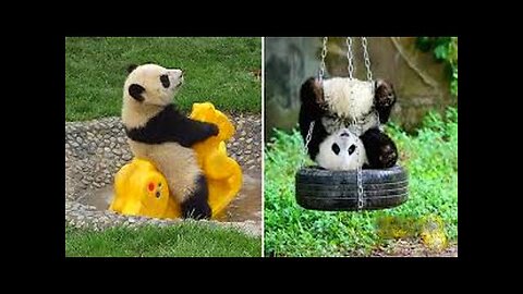 Funny and Cute Panda Videos 🐼 | Funny Animal Videos | The Cute Animals