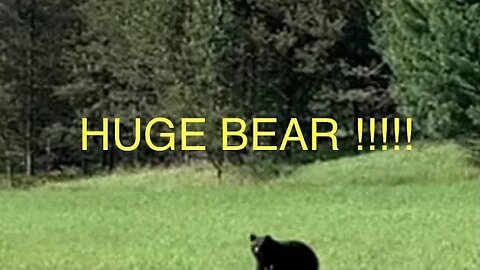 Gold Deposits and BEAR attack ???