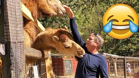 Unexpected ANIMALS Attack on Humans - Funny Animals Moments || PETASTIC 🐾