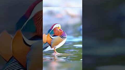 This beautiful mandarin duck