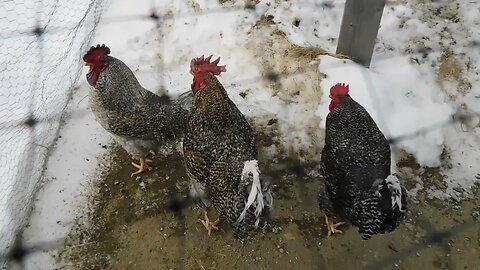 Update on Mr. Black, T-Bone & Jerry- Frostbite on my roosters