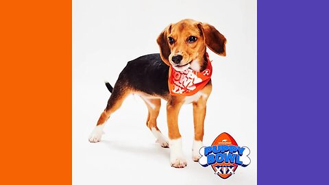 Beagles Rescued From Dr F4uci To Appear At The Puppy Bowl 🟠⚪🟣 The NPC Show