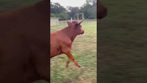 Cow Valentine Dinner! #cow #cowvideos #cattle #cattlefarm #dinner #shorts #valentinesday #valentine