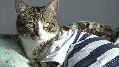 Beautiful Green Eyes Cat Tries to Take His T-Shirt off