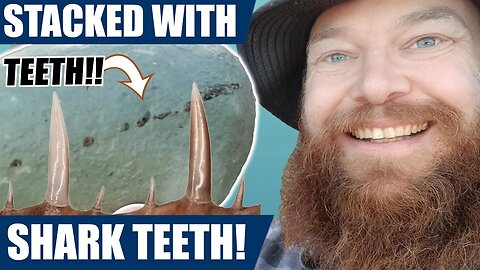 Fossil hunter finds a rock packed full of rare fossil shark teeth! The find of a lifetime!