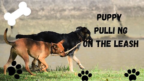 How To Stop Your Dog PULLING On The Leash