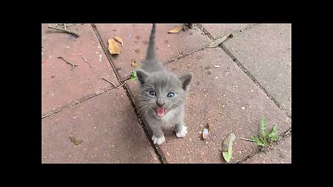 Stray kittens invaded my backyard 😀😃🙂