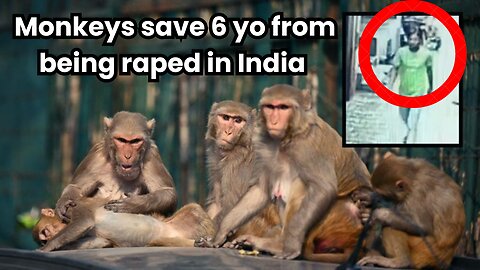 MONKEYS SAVE 6 YO GIRL FROM BEING R*PED IN INDIA.