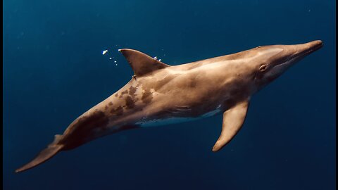 5 Fun Facts About The Rough-Toothed Dolphin