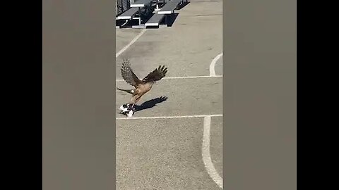 Hawk Catches Pigeon And Flies Away With It