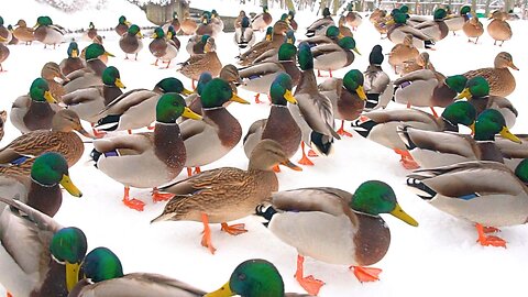 The Hungry Arctic Mallard Ducks Came Back After the Scare