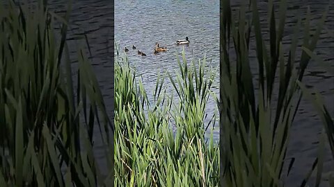 Border Collie we found baby ducklings on our walk