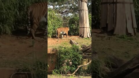 "You'll Never Guess What Happens When You Try to Find This Tiger..."