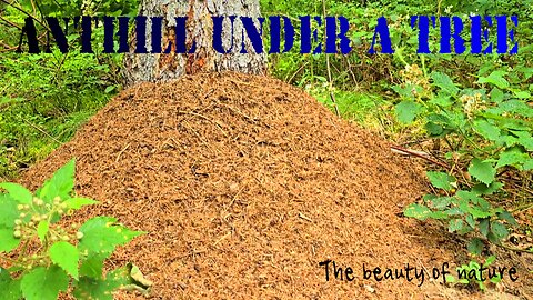 Anthill under a tree / beautiful insects under a tree.