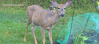 Deer won't stop eating my plant