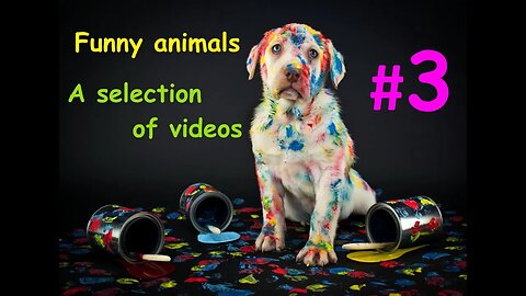 Funny animals / video assembly #3