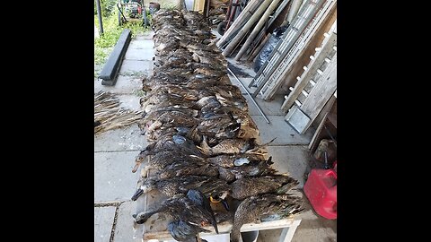 Ducks & Geese Falling From Sky/Dog Retrieves (Pt 4) 4 Man blind/16 Man Marsh Limit