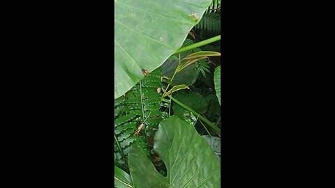 The insect looks into the distance on the leaf, perhaps waiting for his friends