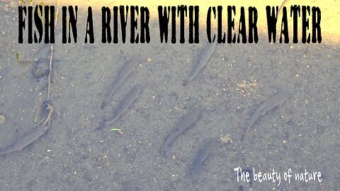 Fish in a river with clear water / life in the water.