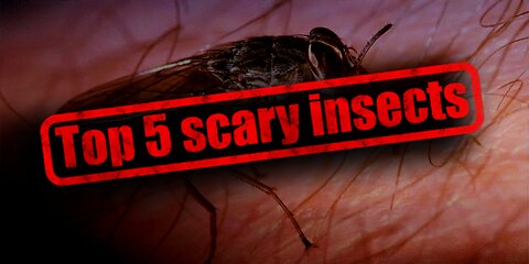 TOP 5 SCARY INSECTS THAT CAN KILL YOU