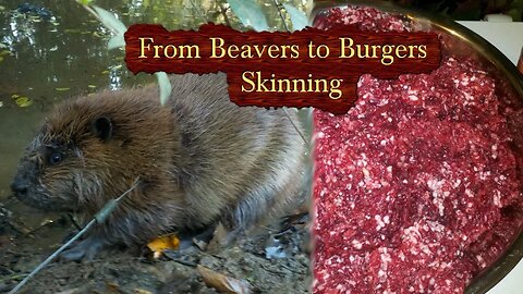 From Beavers to Burgers - How to skin a beaver