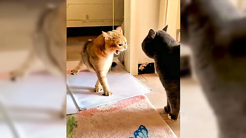 Cat And Kitten Funny Video Part 6