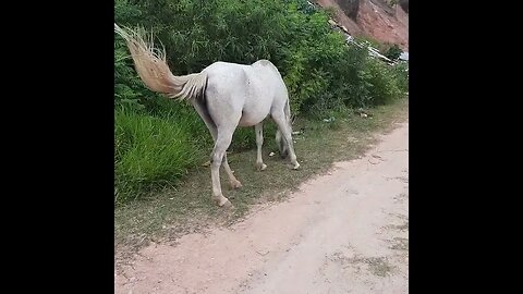 RODOANEL NORTE LOCAL DE LAZER ORAÇÕES E CAVALOS NA AREA