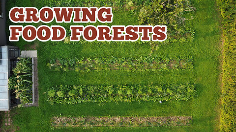 EP 440: Ultimate Guide to Food Forests (Syntropic Agroforestry)