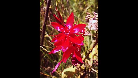 Flowers wild outdoors#flowers