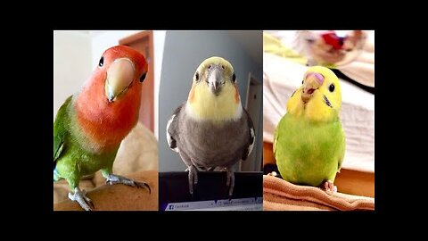 FUNNY AND CUTE PARROTS - TRY NOT TO LAUGH!! ❤️🦜